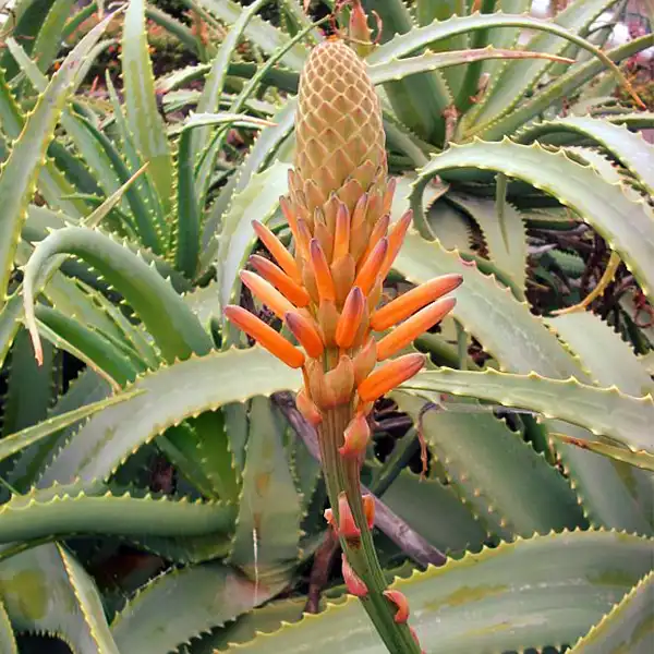 biljka aloe vera