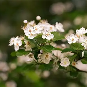 cvjetovi gloga