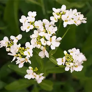 cvjetovi hrena
