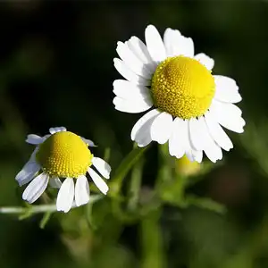 cvijet kamilice